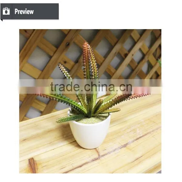 Mini Potted Succulents Flowering Succulent Plants Preserved Mini Succulent Plants Bonsai photo-4