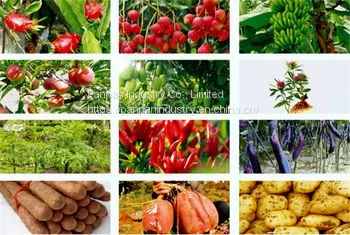 Agrochemicals Paclobutrazol 15%wp Powder Mango Control Overgrowth Cas 76738-62-0 photo-3
