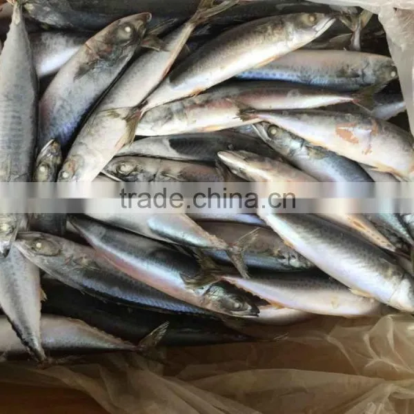WR Frozen Pacific Mackerel photo-4