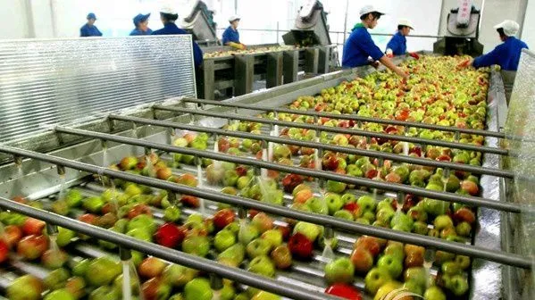 Fruit Vegetable Juicer Production Line Apple Juice Processing Machinery / Fruit Juice Line photo-4