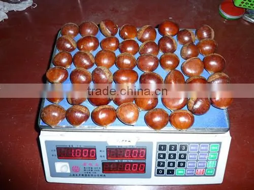 Wholesale Chestnut /Horse Chestnut/Chestnut From Fty photo-5