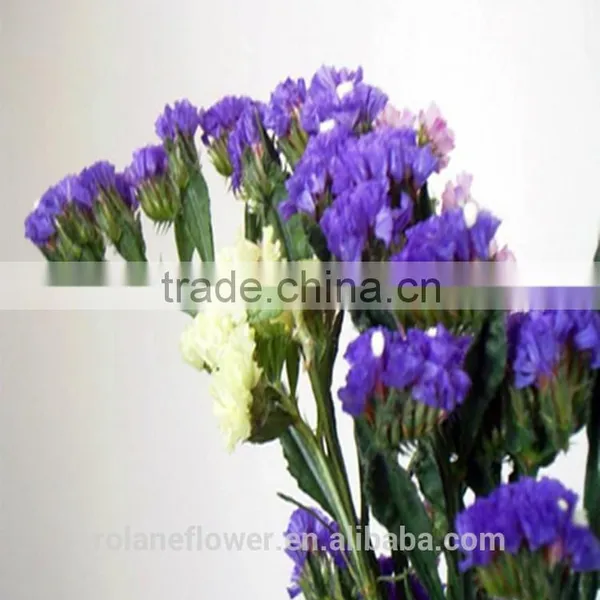 Fresh Cut Myosotis Sylvatica Flower to Delivery Everywhere photo-4