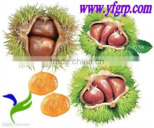 New Crop Organic Fresh Bulk Chestnuts Wholesale photo-6