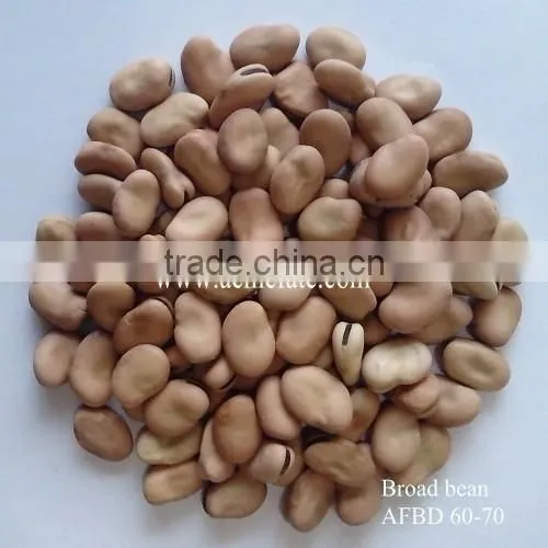 Good Quality Dry Broad Bean/fava Grain Crop/pulses photo-5