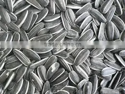 Bulk Organic Sunflower Seeds Confectionery Sunflower Seeds photo-4