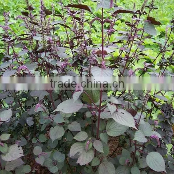 Hot Sale Organic Perilla Seed Oil Rich in Omega 3 photo-4