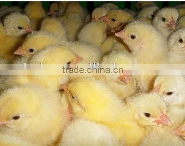 Live Chicken Box/transportation Chicken Cages photo-5