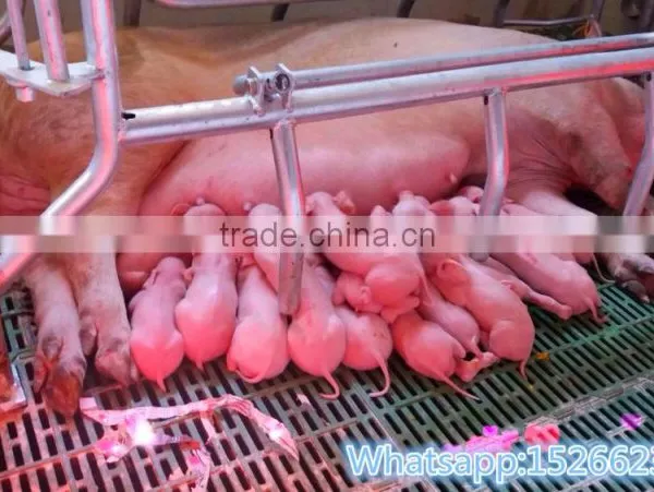 Animal Husbandry Equipment