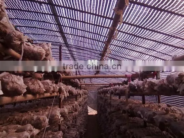 Plastic Film Products Mushroom Greenhouse Film for Agriculture photo-4