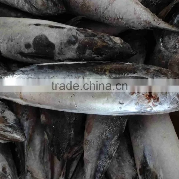 Seafrozen Whole Round Bonito Tuna Fish Made in China photo-3