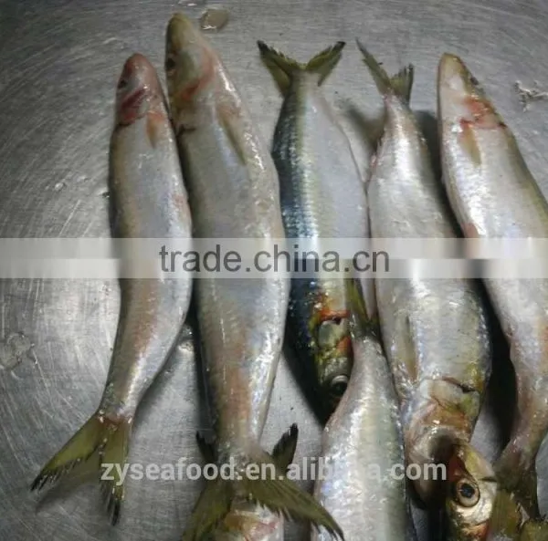Frozen Sardine Fish photo-3