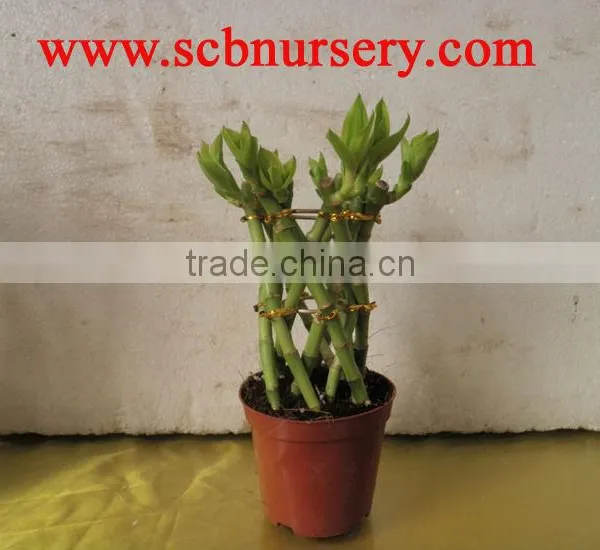 Lucky Bamboo Dracaena Sanderiana Lucky Bamboo Cage