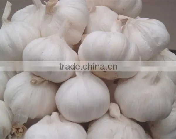 Chinese Garlic
