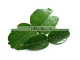 Organic Fresh Kaffir Lime Leaves Grade A