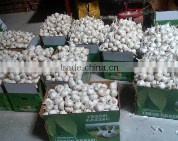 2016 Crop New Collected China Fresh Garlic photo-2