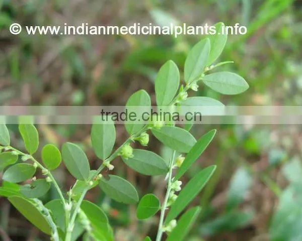 Phyllanthus Niruri