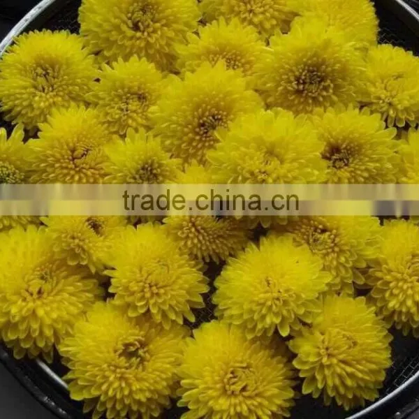 Asian Flower Tea Set Chinese Blooming Chrysanthemum Tea photo-2
