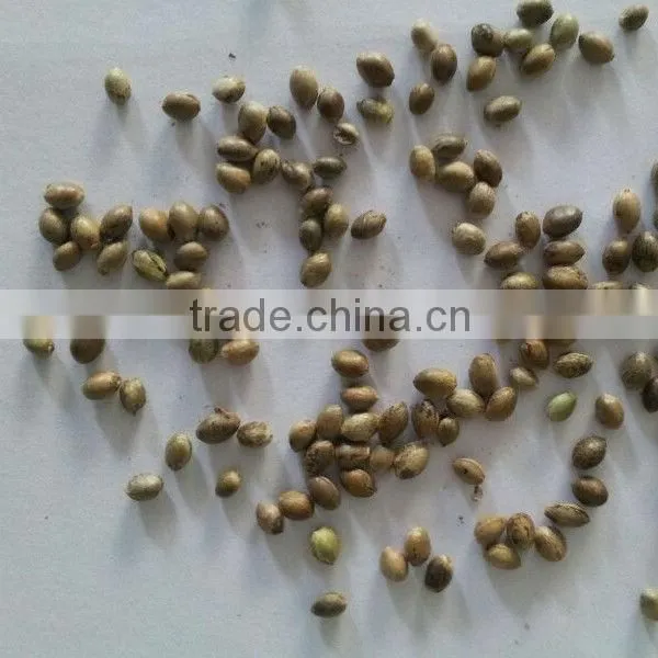 2015 Hot Sales Hemp Seed for Sale photo-6