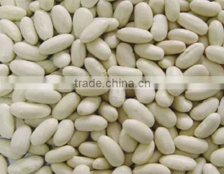 White Haricot Bean Ethiopia