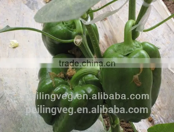 Green Fresh Bell Pepper From China Farmland photo-5