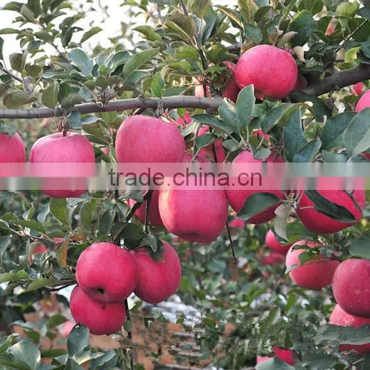 2016 Fresh Fuji Apple From China Fresh Fuji Apple Price photo-4