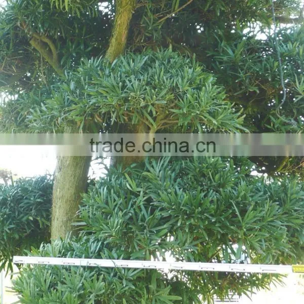 Big Live Bonsai Tree photo-3