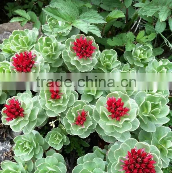 Rhodiola Rosea Root Extract Powder photo-2