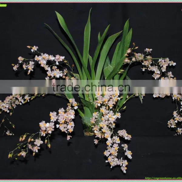 Oncidium Orchid
