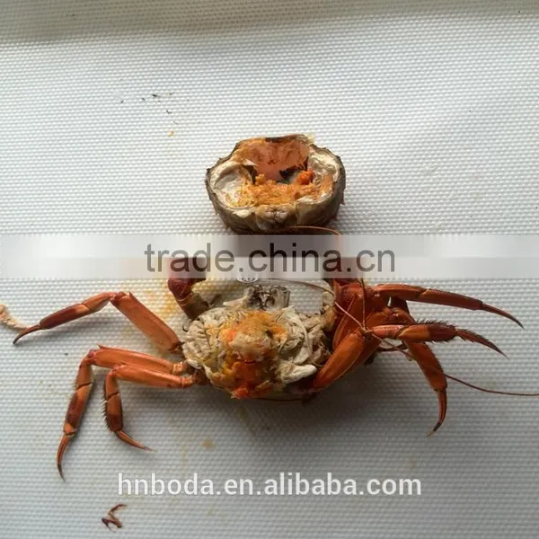 New Condition and Dryer Type Seafood Drying Machine photo-6