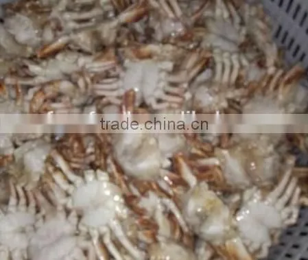 Frozen Sand Crab Whole photo-2