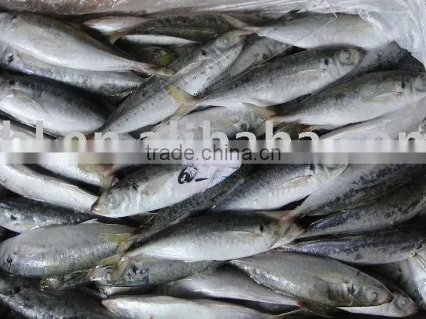 frozen mackerel fish