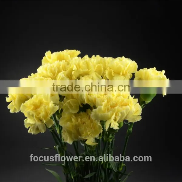 the Best Quanlity Fresh Cut Carnation Natural Flowers to Workmates photo-6