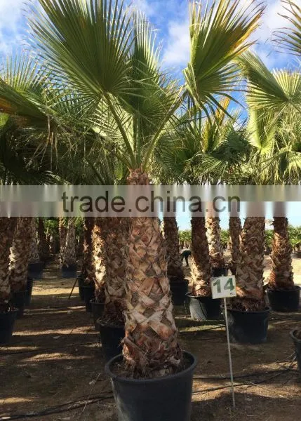 Washingtonia Robusta Palm Tree