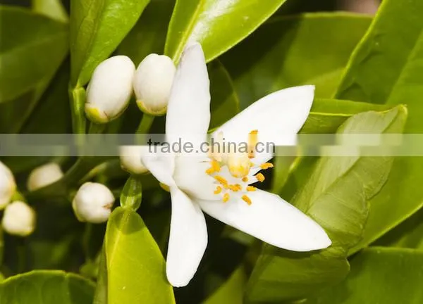 Neroli Oil photo-3