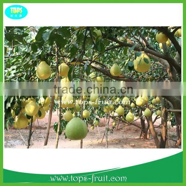 Honey Pomelo photo-2