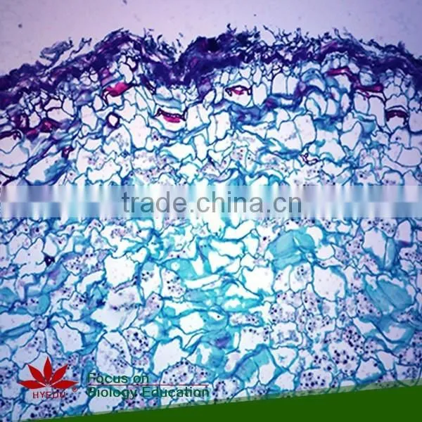 Hot Sale 40pcs High Quality Medical Parasitology Prepared Slides Set photo-5