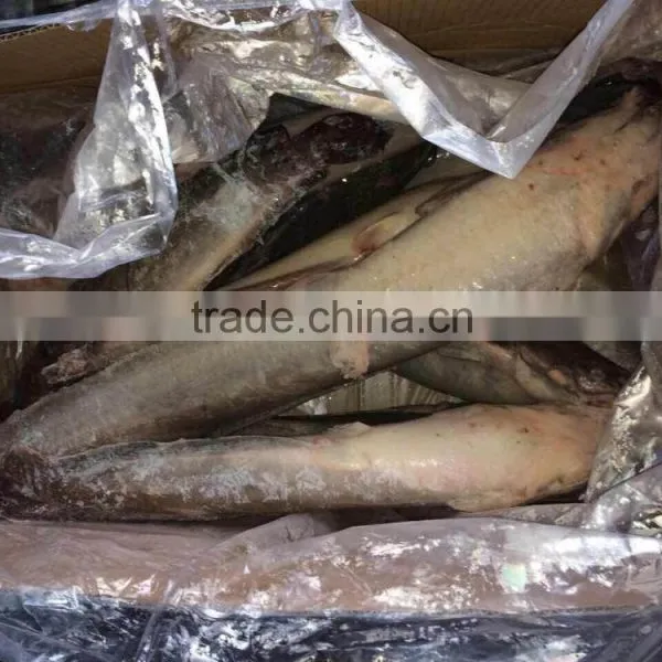 Frozen Cat Fish Whole Round photo-2