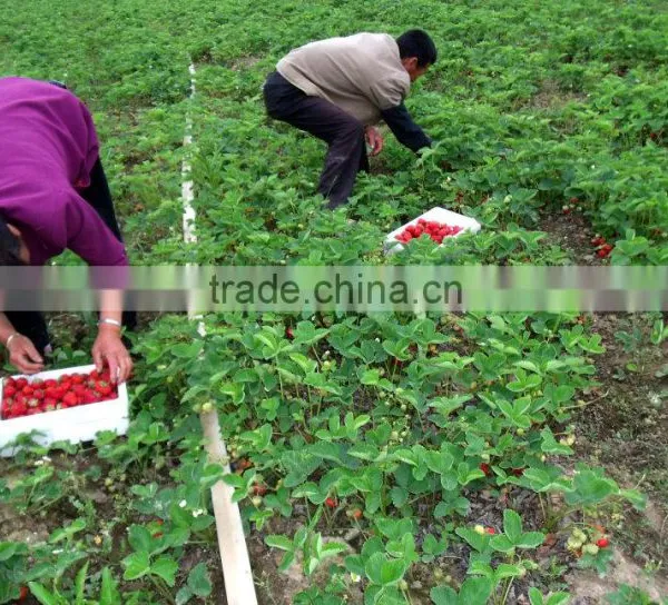 2016 Dandong Liaoning China Fresh Big Size Strawberry photo-2