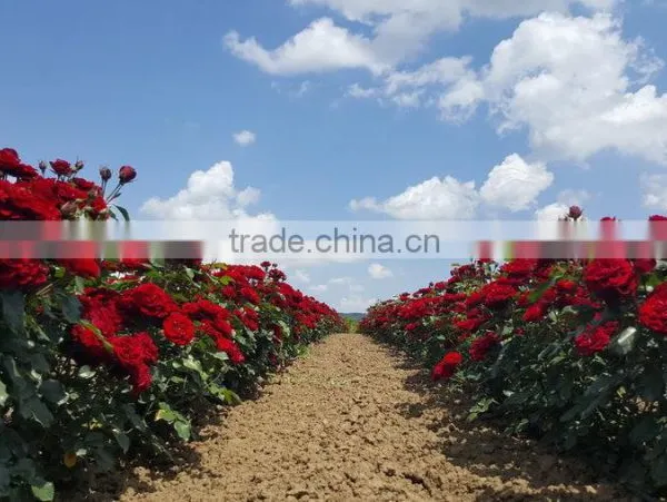 Rose Plants / Grafted Rose Plants photo-2