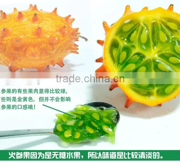 Hedged Gourd Melano Kewana Cucumis Metuliferus Seeds photo-4