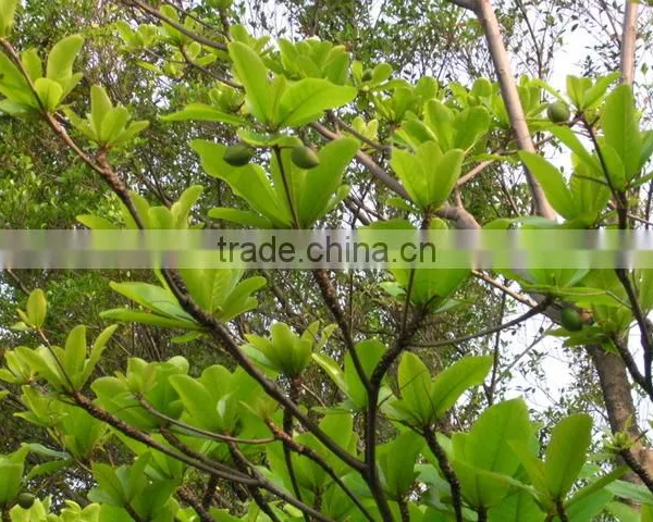 Tabebuia Pentaphylla photo-2