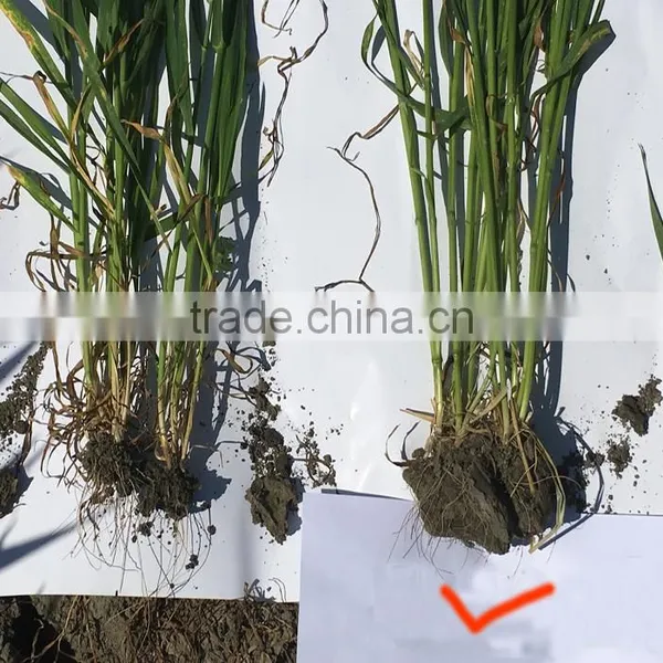 AGROLINK Lignite Humic Acid Powder India Popular photo-4