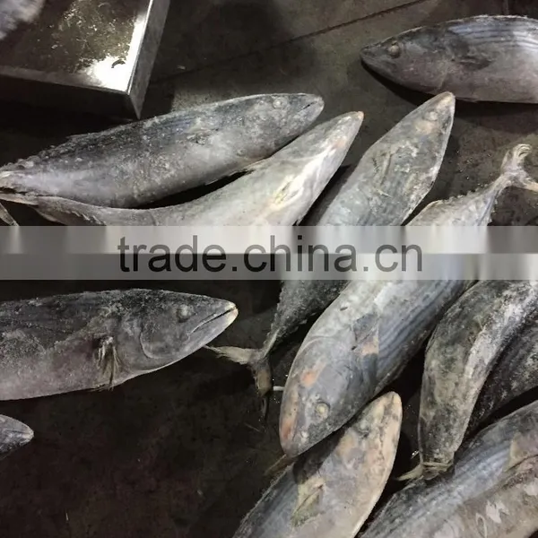 Best Quality Reasonable Price Frozen Bonito Sarda Sarda photo-3