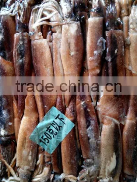 Frozen Good Illex Agentina Squid WR photo-2