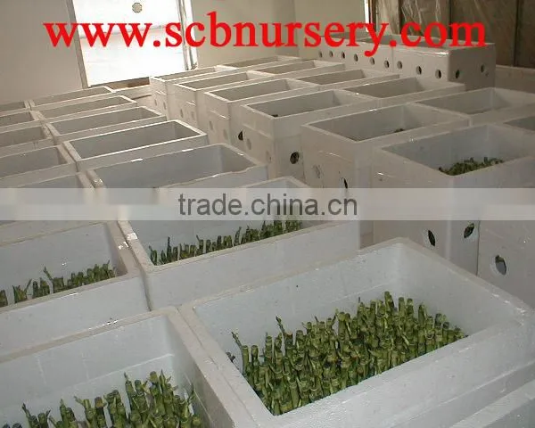 Lucky Bamboo Dracaena Sanderiana