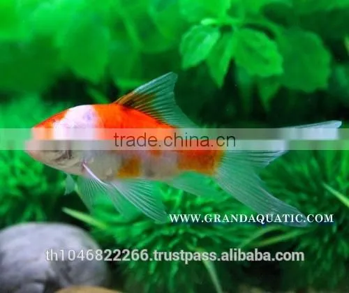 Comet Fish Farm For Sale and Export photo-2