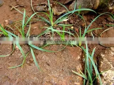 Cyperus Rotundus photo-4