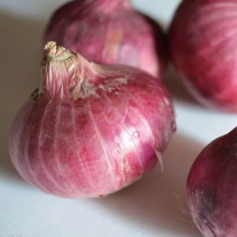 Wholesale New Fresh Red Onion With Good Price photo-3
