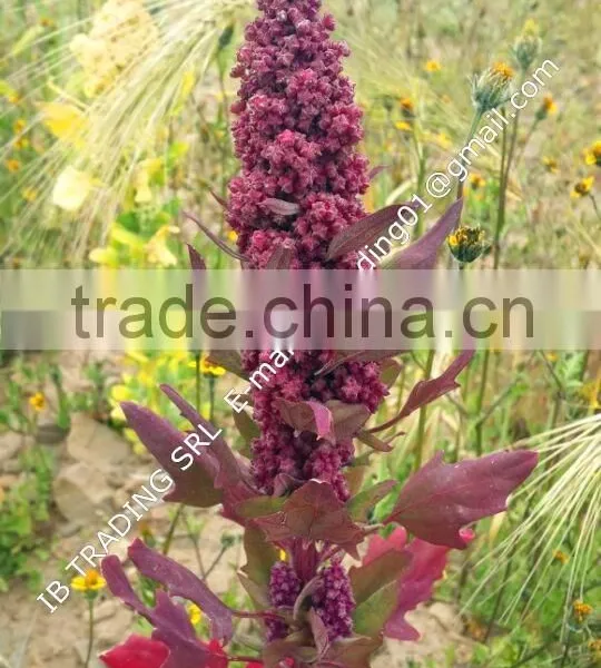 Organic Red Quinoa