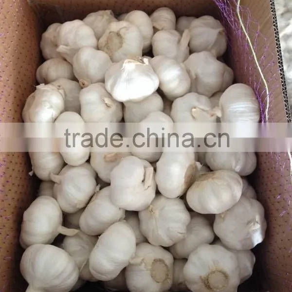 New Season Chinese Normal White Garlic photo-3